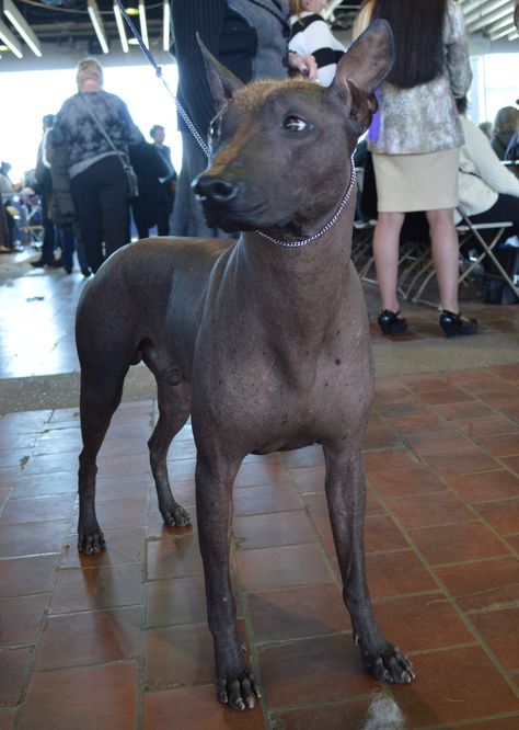 Hyperactive Dog, Mexican Hairless Dog, Best Dog Shampoo, Westminster Dog Show, Hairless Dog, National Animal, Dog Odor, Most Popular Dog Breeds, Rat Terriers