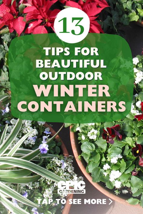 Several garden containers with winter perennials and plants in them Winter Containers Planters, Winter Pots Outdoor Planters, Bucket Planter Ideas, Winter Container Plants, Grow Bags Gardening Ideas, Planter Ideas Outdoor, Outdoor Flower Pot Ideas, Grow Bags Gardening, Backyard Apartment