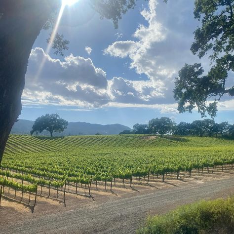 Best wine and weather 🍷 . . . #winery #landscape #california Winery Landscape, Landscape California, California Winery, Wine Country California, Best Wine, California Wine, Wine Cooler, Wine Country, California