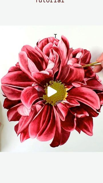 marie on Instagram Dahlia Flower Painting, Dahlia Watercolor, Watercolor Dahlia, Watercolor Tutorial, Dahlia Flower, Inspirational Art, Painting Lessons, Watercolour Tutorials, Ink Drawing