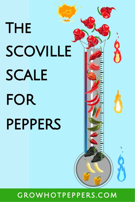 Candied Peppers, Pepper Scale, Gardening Peppers, Scoville Scale, Growing Hot Pepper, Pepper Varieties, Carbs List, Types Of Peppers, Chile Peppers