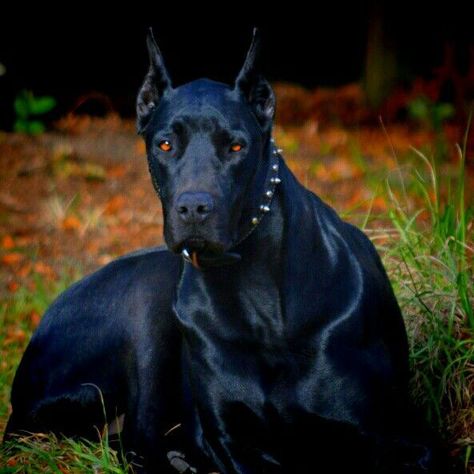 A 28 year old CEO/mafia man thought he found his true love. He loved … #teenfiction Teen Fiction #amreading #books #wattpad Great Dane Guard Dog, Scary Looking Dogs, Doberman Scary, Gray Doberman, Doberman Black, Doberman Colors, Doberman Mix, Black Doberman, Character List