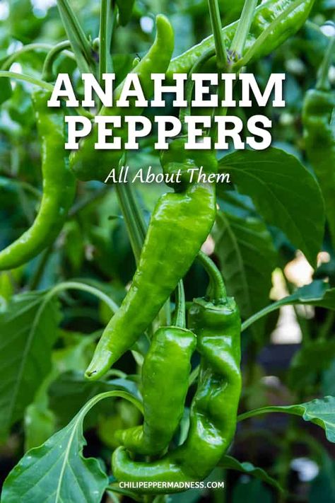 Anaheim Pepper: A Popular Mild California Chili - The Anaheim pepper is a versatile chili named for Anaheim, California, where it is grown. It is mild in flavor and heat, measuring 500-2,500 Scoville Heat Units. #ChiliPepper How To Freeze Anaheim Peppers, Anaheim Pepper Recipes Canning, What To Do With Anaheim Peppers, Canning Anaheim Peppers, Anaheim Pepper Recipes, California Chili, Anaheim Peppers, Growing Hot Pepper, Hillside Gardening