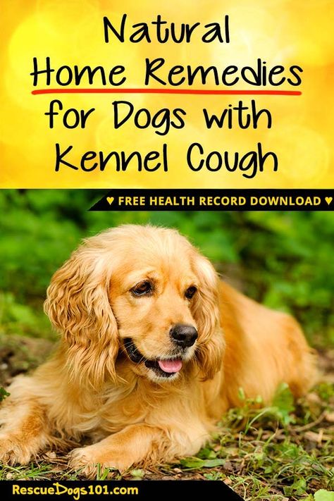 Dog Health Remedies - Natural Home Remedies for Kennel Cough - There are many natural remedies for kennel cough that you can do at home for your dog. 1. Raw Honey 2. Coconut Oil 3. Probiotics 4. Steam 5. Robitussin #doghealth #dog #dogs #rescuedogs101 Dog Coughing Remedies, Dog Cough Remedy, Kennel Cough Remedies Dogs, Kennel Cough Remedies, Natural Antibiotics For Dogs, Dog Cough, Dog Meds, Remedies For Sickness, Natural Remedies For Sore Throat