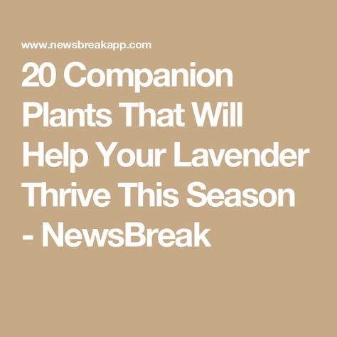 20 Companion Plants That Will Help Your Lavender Thrive This Season - NewsBreak Companion Plants, Vegetable Gardens, Attract Pollinators, Flower Gardens, Beneficial Insects, Companion Planting, Perennial Plants, Vegetable Garden, Purple Flowers