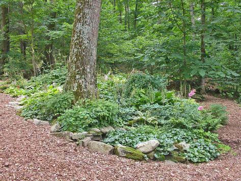 Oak Trees Landscaping, Tree Garden Design, Plants Under Trees, Shade Garden Design, Landscaping Around Trees, Sustainable Landscaping, Forest Garden, Healthy Garden, Woodland Garden