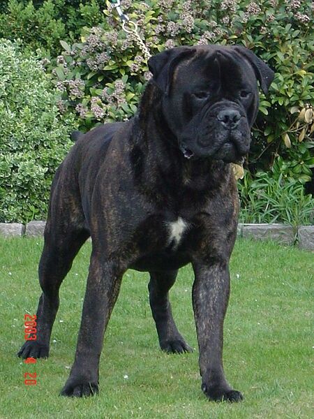 Bullmastiff-brindle colour Chien Cane Corso, Bull Mastiff Dogs, Mastiff Breeds, Best Guard Dogs, Corso Dog, Huge Dogs, Tibetan Mastiff, Mastiff Dogs, Bully Dog