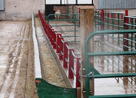 Low labour feeding systems and bunk design for sheep | ontario.ca Sheep Feeders, Raising Livestock, Sheep Barn, Sheep Pen, Farm Inspiration, Goat Pen, Farming Ideas, Goat House, Cattle Feed