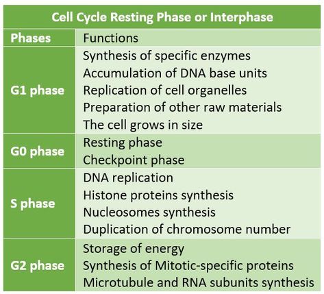 M Phase Cell Cycle, G1 Phase Cell Cycle, Interphase Cell Cycle, Cell Cycle And Cell Division Notes, Cell Cycle Diagram, Cell Cycle Notes, G1 Phase, Academic Notes, Nutrition In Plants