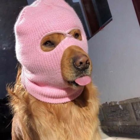 Dog With Ski Mask, Goofy Dog, Dog Photoshoot, Very Cute Dogs, Funny Animal Photos, Silly Dogs, Silly Animals, Dog Images