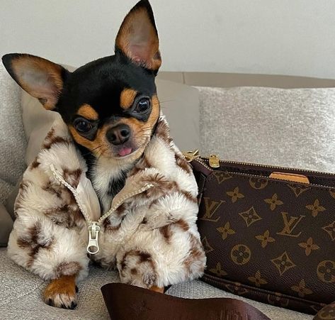 Chihuahua In Clothes, Chiwawa Aesthetic, Chiuaua Dog, Aesthetic Chihuahua, Chihuahua Outfits, Chihuahua Aesthetic, Dogs Outfits, Chihuahua Accessories, Puppy Outfits