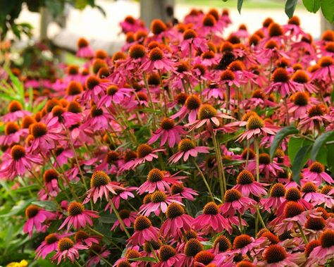 Echinacea purpurea 'PowWow Wild Berry' (Coneflower) Bog Plants, Magenta Flowers, Farmhouse Landscaping, Echinacea Purpurea, How To Attract Hummingbirds, Pow Wow, Wild Berry, Landscaping Plants, Planting Herbs