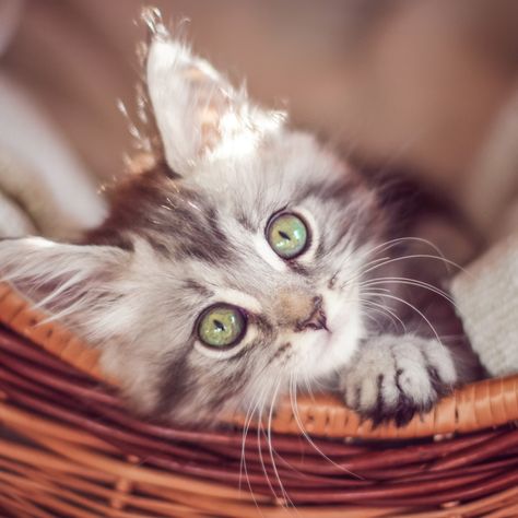 8 week old silver tabby kitten green eyes 8 Week Old Kitten, Silver Tabby Kitten, Grey And White Kitten, Tabby Kitten, White Kittens, Gray Eyes, Grey Baby, Beautiful Cats, Baby Cats