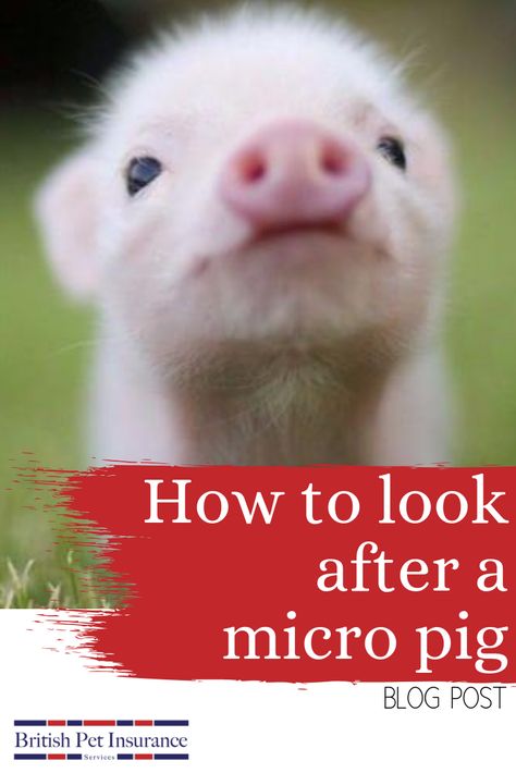 Pigs Videos, Micro Piglets, Pet Pig Care, Mini Pig Care, Mini Piglets, Mini Pig Pet, Potbelly Pigs, Mini Potbelly Pigs, Micro Pigs Full Grown