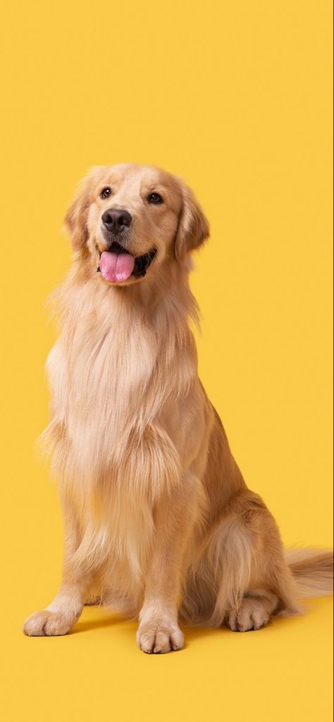 Puppy Care Tips, Animal Photography Dogs, Pet Photography Studio, Dog Spray, Old Golden Retriever, Cute Dog Wallpaper, Dog Photoshoot, 강아지 그림, Bonding Activities