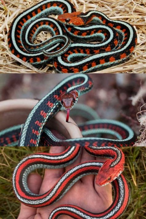 The California red-sided garter snake, often known as the red-sided garter, is a North American subspecies of the garter snake. These snakes are among the most colorful in the world due to their unusual coloring. Here are 10 facts about California red-sided garter snakes! California Red Sided Garter Snake, Snake Facts, Garter Snake, Gender Bending, Companion Animals, Red Snake, Nature Preserve, Animal Companions, Garters