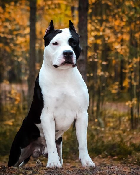 American Amstaff, American Staff, Pitt Bull Terrier American, White American Pitbull Terrier, Amstaff American Staffordshire Terrier, American Staffordshire Terrier Puppies, Black Staffordshire Bull Terrier, Pitbull Dog Puppy, American Staffordshire Bull Terrier