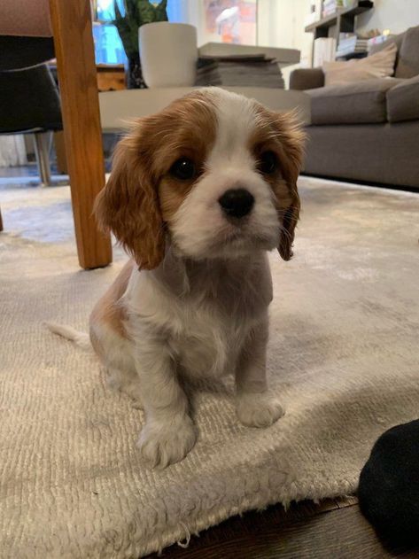 Wolf Puppies, Cavalier Dog, Cavalier King Charles Dog, King Charles Dog, King Charles Cavalier Spaniel Puppy, Very Cute Puppies, Cute Animals Puppies, Really Cute Dogs, Spaniel Puppies