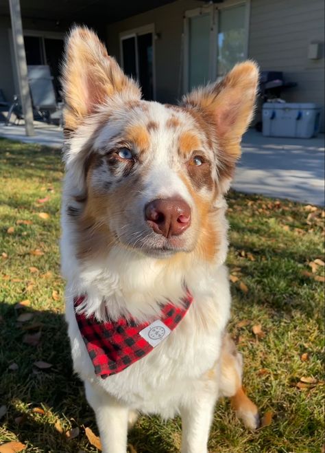 Merle Dogs, Red Merle Aussie, Red Merle Australian Shepherd, Australian Dog, Spotted Dog, Aussie Puppies, Aussie Dogs, Animals Photos, Dog Rooms