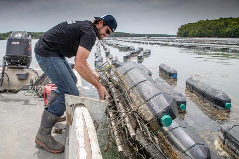 Mook Oyster Farm on the Damariscotta River, Maine. Paul Shoul photos. By Paul Shoul GoNOMAD Staff In Damariscotta Maine, oyster growers, foodies, chefs, travelers, and locals gathered in June for three days of total oyster culture immersion at the first ever Damariscotta Oyster... In Damariscotta Maine, a small coastal town, our culinary expert writer travels to an oyster competition pitting chefs from Canada and US in competition. Damariscotta Maine, Dubai Dolphinarium, Dubai Tickets, Dubai Frame, Dubai Aquarium, Visit Maine, Aquaponic Gardening, Farm Tour, Island House