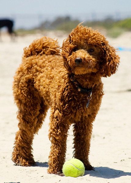 Red Miniature Poodles are one of my favorites dogs.  Smart, obedient and loyal. Poodle Miniature, Red Toy Poodle Puppy, Miniature Red Poodle, Red Miniature Poodle, Red Moyen Poodle, Dog Breeds That Dont Shed, Apricot Poodle Toy, Toy Poodle Red, Red Toy Poodle Full Grown