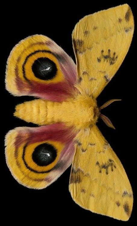 Yellow Moth Tattoo, Cool Pictures To Draw, Moth Species, Colorful Moths, Beautiful Butterfly Photography, Color Me Mine, Insect Photography, Animal Reference, Owl Eyes