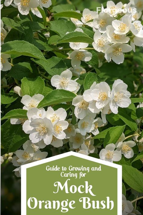 mock-orange Mock Orange Bush, Philadelphus Coronarius, Black Cherry Tomato, Backyard Creations, Flowering Bushes, Tree Planters, Mock Orange, Witch Garden, Flower Meanings