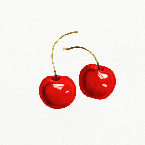 Vintage red cherries illustration. Digitally enhanced illustration from U.S. Department of Agriculture Pomological Watercolor Collection. Rare and Special Collections, National Agricultural Library. | free image by rawpixel.com Cherry Clip Art, Vintage Fruit Illustration, Cherries Illustration, Cherry Illustration, Shuffle Cutouts, Cherry Drawing, Illustration Fruit, Apple Illustration, Doodle Paint