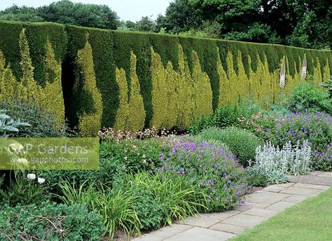 Dark green thuja and golden cypress alternate in hedge Thuja Hedge, Italian Landscaping, Golden Cypress, Cypress Vine, Thuja Green Giant, Drought Resistant Plants, Hedging Plants, Green Giant, Plant Photography