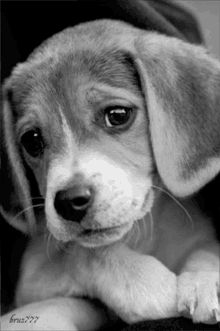 Sad GIFs | Tenor Black And White Animal Photography, Beagle Facts, Black And White Animals, Dog Black And White, Dogs Photography, Beagle Puppies, Best Dog Photos, Cute Beagles, Street Dogs