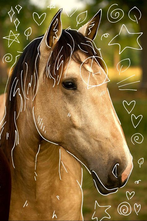 Horse Therian, Buckskin Horse, Horse Pics, River Otter, Horse Wallpaper, Maybe In Another Life, Horse Gear, Do What Is Right, Baby Bunny