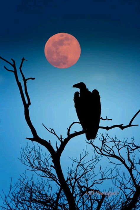 Vulture... Vulture Wallpaper, Beautiful Moon Pictures, Dark Art Photography, Moon Pictures, Wild Bird, Bird Wallpaper, Beautiful Moon, Pet Stuff, Wild Nature