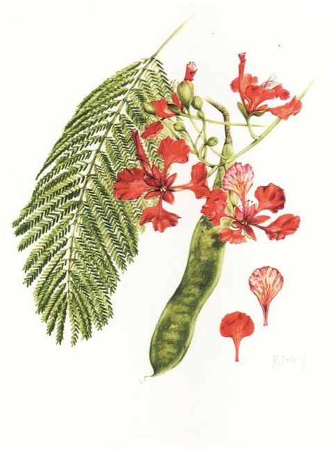 Delonix Regia, Pacific Northwest Art, Science Illustration, Wall Murals Painted, Tropical Tree, Madhubani Painting, Nature Drawing, Botanical Painting, Tree Drawing