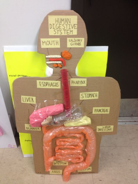 Grade 5 science, human organ model using recyclable materials Digestive System Project Models Ideas, Human Organ Systems Grade 5, Human Organ System Project, Organ System Project, 3d Digestive System Project, Human Organs Art, Human Digestive System Model, Digestive System Project, Grade 6 Science