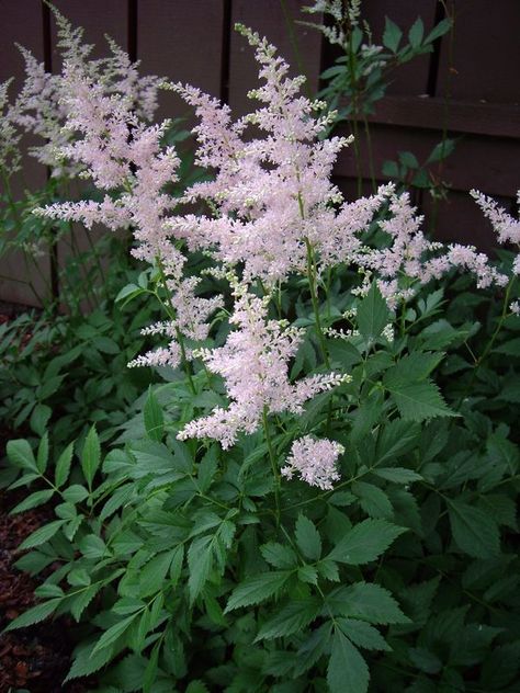 Morning Sun Plants, Northern Gardening, Flowering Shrubs For Shade, Astilbe Japonica, Japanese Fern, Blue Flowers Garden, Shade Gardening, Flowering House Plants, Shade Shrubs