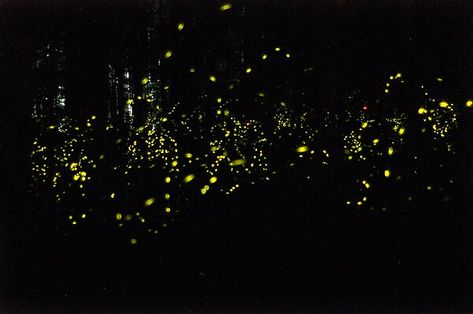 Fire Flies Photography, Firefly Asthetic, Synchronous Fireflies, Forest Fireflies, Firefly Images, Lighting Bugs Fireflies, Aesthetic Peace, Lightning Bugs, Firefly Lights