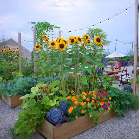 Flower Bed Raised, Sunflowers In Vegetable Garden, Flower Veggie Garden, Vegetable And Flower Garden Design, Sunflower Garden Bed, Wild Flower Raised Garden Bed, Sunflower Garden Backyard, Flower Garden Raised Beds, Flowers In Vegetable Garden