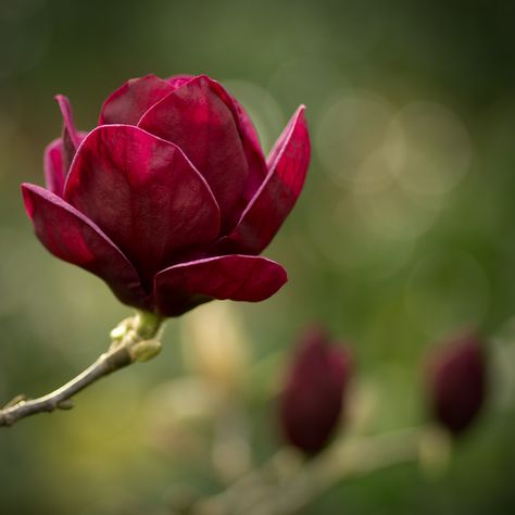 Magnolia Denudata, Red Magnolia, Outdoor Trees, Macro Flower, Tree Seeds, 수채화 그림, Airbrush Art, Beautiful Flowers Wallpapers, Magnolia Flower