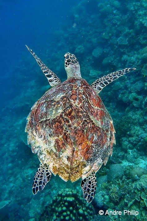 Love Craft Turtle, Turtles In The Ocean, Ocean Aesthetic Turtle, Sea Turtles Photography, Ocean Aesthetic Sea Turtle, Hawksbill Turtle, Sea Turtles Photography Underwater Beautiful, Sea Turtle Hawaii, Sea Turtle Decor