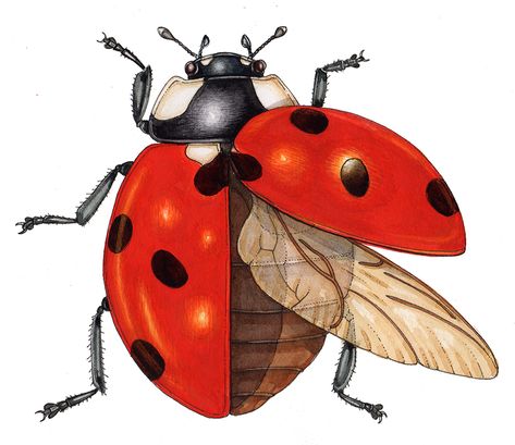 Ladybug With Wings Open, Ladybug Wings Open, Ladybug Anatomy, Ladybug Images, Pretty Insects, Lizzie Harper, Ladybug Drawing, Ladybug Wings, Parker Fountain Pen