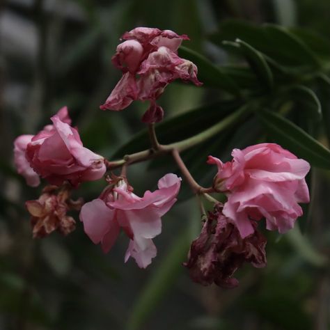 Withering Flower Aesthetic, Withering Flower, Autumn Plants, Aesthetic Autumn, Flowers Aesthetic, Plants Garden, Greek Mythology, Art Project, Project Ideas