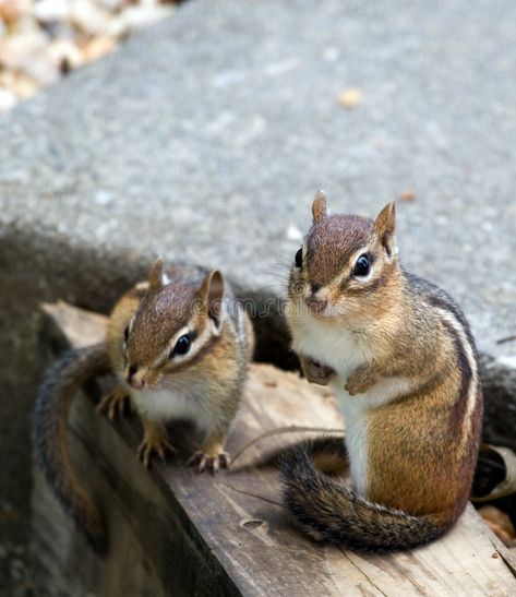 Chipmunk Aesthetic, Landscaping Edging, Eastern Chipmunk, Preschool Art Projects, Mouse Drawing, Childrens Drawings, Virginia Usa, Living Things, Noah's Ark