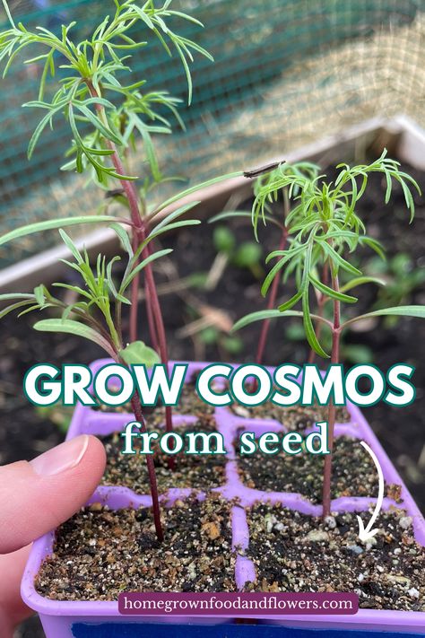 Starting cosmos flowers from seed couldn't be easier. Whether you direct sow in the garden or start early indoors, growing cosmos from seed will be your easiest task this year in the garden. Save this pin for planting time! How To Grow Cosmos From Seeds, Growing Cosmos From Seed, Growing Flowers From Seeds, Growing Cosmos, Indoor Seed Starting, Impatiens Flowers, Planting Seeds Indoors, Flower Garden Layouts, Flowers From Seed