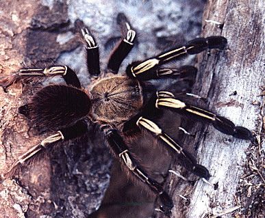 Skeleton Tarantula Skeleton Tarantula, Tarantula Enclosure, Dangerous Spiders, Pet Tarantula, Arachnids Spiders, Tiger Artwork, Insect Photography, Itsy Bitsy Spider, Cool Bugs