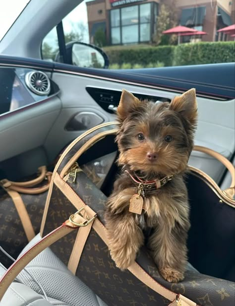 Yorkie Puppy, Dog Tattoo, Luxury Dog, Baby Puppies, Homemade Dog Food, Dog House, New Puppy, Lv Bag, Dog Art