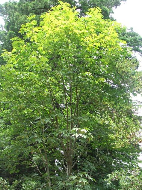 Acer macrophyllum, Big Leaf Maple tree. Need to put a few of these in the seasonal creek by driveway entry Maple Tree Forest, Big Leaf Maple Tree, Maple Tree Seeds, Acer Griseum Paperbark Maple, Acer Palmatum Atropurpureum, Desert Trees, Seedlings Indoors, Acer Palmatum Bloodgood, Backyard Trees