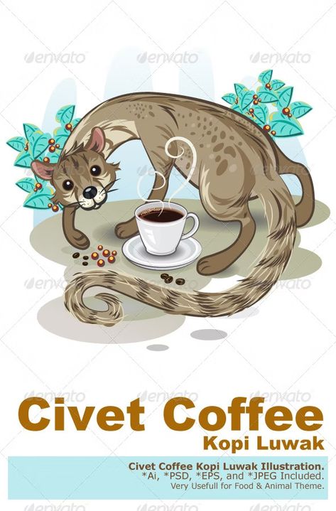 Asian Palm Civet, Civet Cat, Kopi Luwak Coffee, Civet Coffee, Luwak Coffee, Expensive Coffee, Online Tv Channels, Pencak Silat, Coffee Illustration