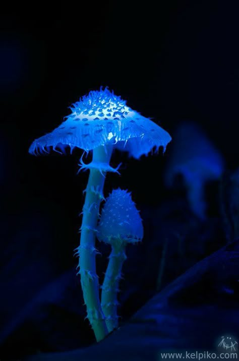 Blue Mushrooms, In The Dark, To Look, Forest, Flowers, Wall, Blue, Nature