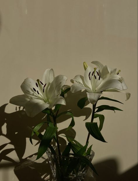 Lily Flowers Aesthetics, Lilly Aesthetic Flower, Lillys Flowers Aesthetic, Lily Flower Aesthetic Vintage, Lilies Aesthetic Flower, White Lillies Aesthetic, Lillian Core Aesthetic, White Lily Photography, White Lilies Aesthetic