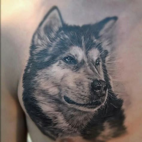 Great tat Malamute Tattoo, Husky Tattoo Design, Grey Wolf Tattoo, Husky Tattoo, Wolf Sleeve, Rabe Tattoo, Lonely Wolf, Wolf Tattoo Ideas, Best Tattoo Ever